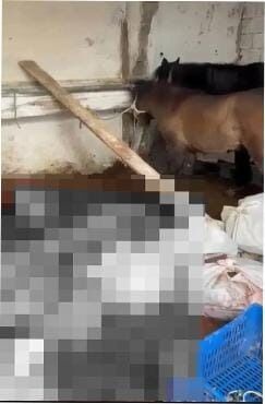Etiket Başka, Gerçek Başka At Etini Gizlice Satışa Sunmuşlar! 2