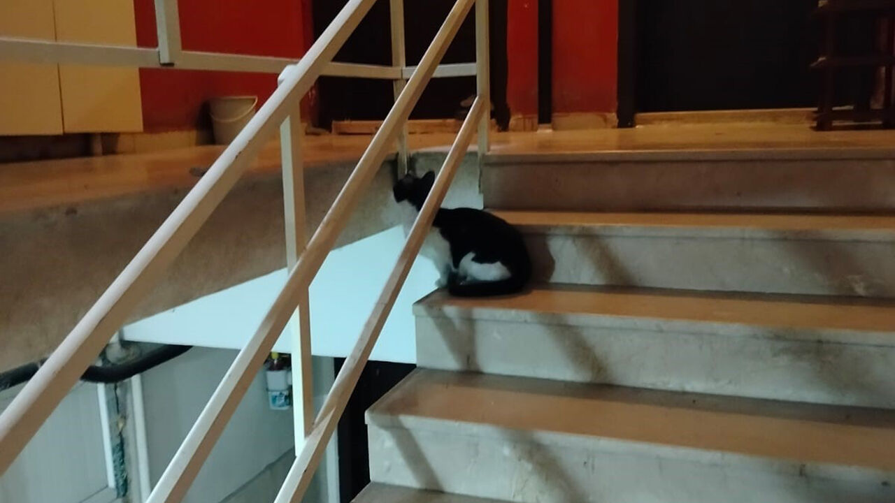 Kedi (2)-2