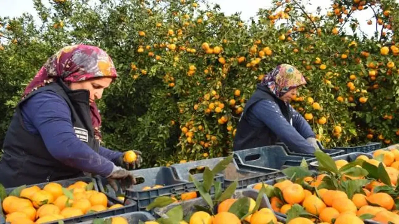 Kilosu 2 Liraya Düştü, Dalında Kaldı! Belediye Satın 320 Ton Mandalina Dağıttı 3