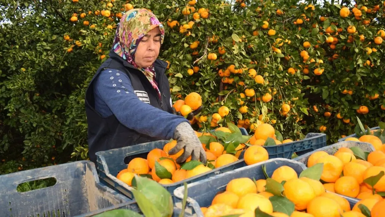 Kilosu 2 Liraya Düştü, Dalında Kaldı! Belediye Satın 320 Ton Mandalina Dağıttı 4