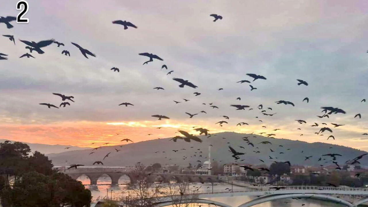 Osmancıkenguzulfoto (3)