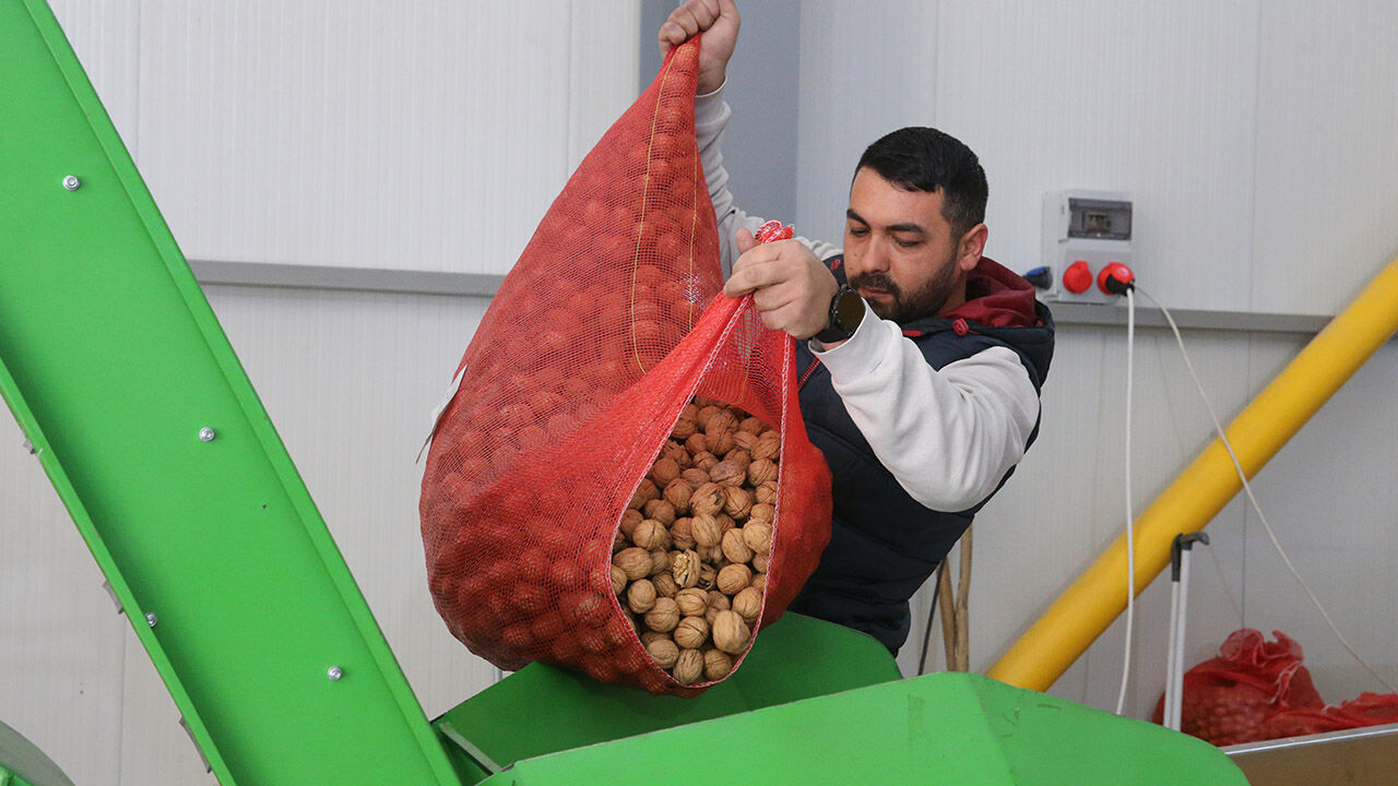Tokat Ceviz1
