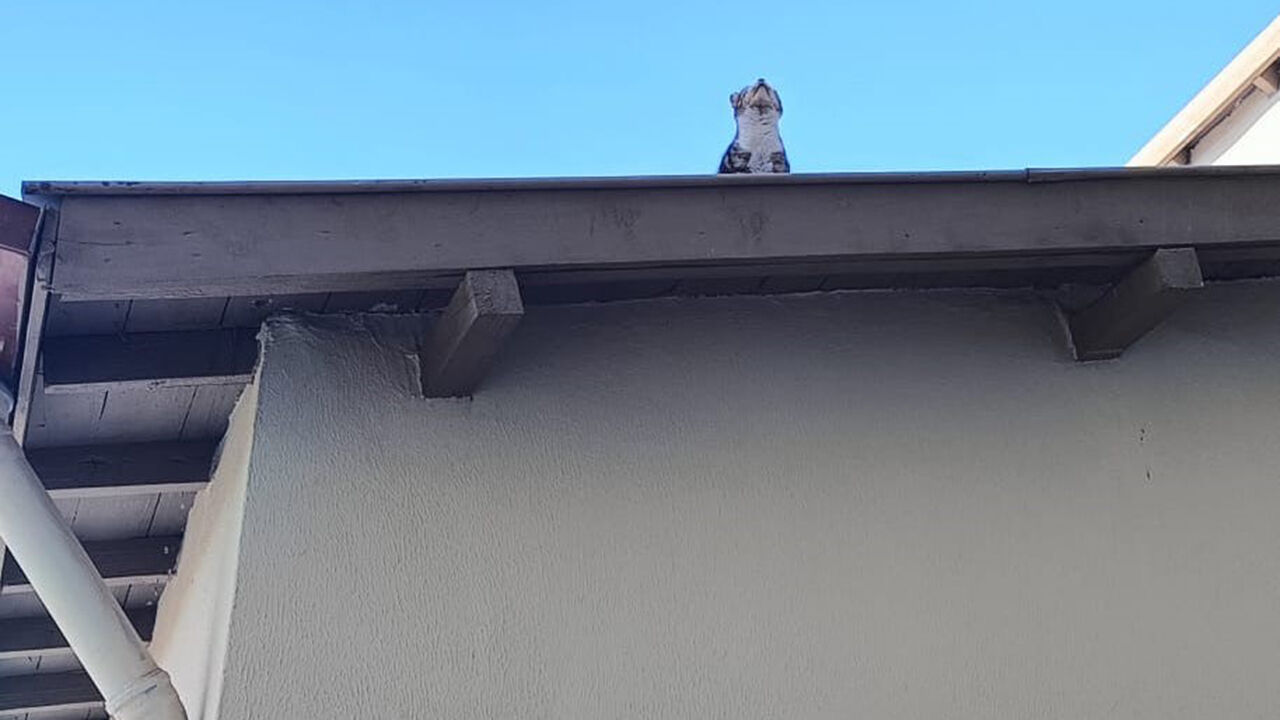 Kedi (4)-1
