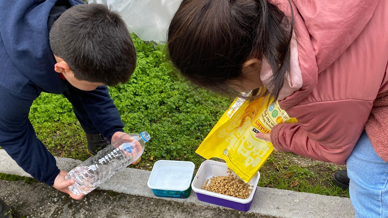 Sokakhayvanları (5)