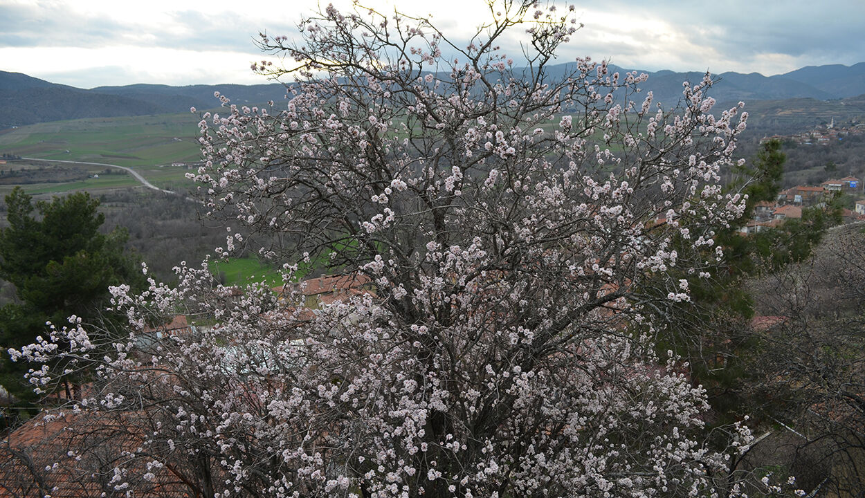 Bademcicekleri (1)