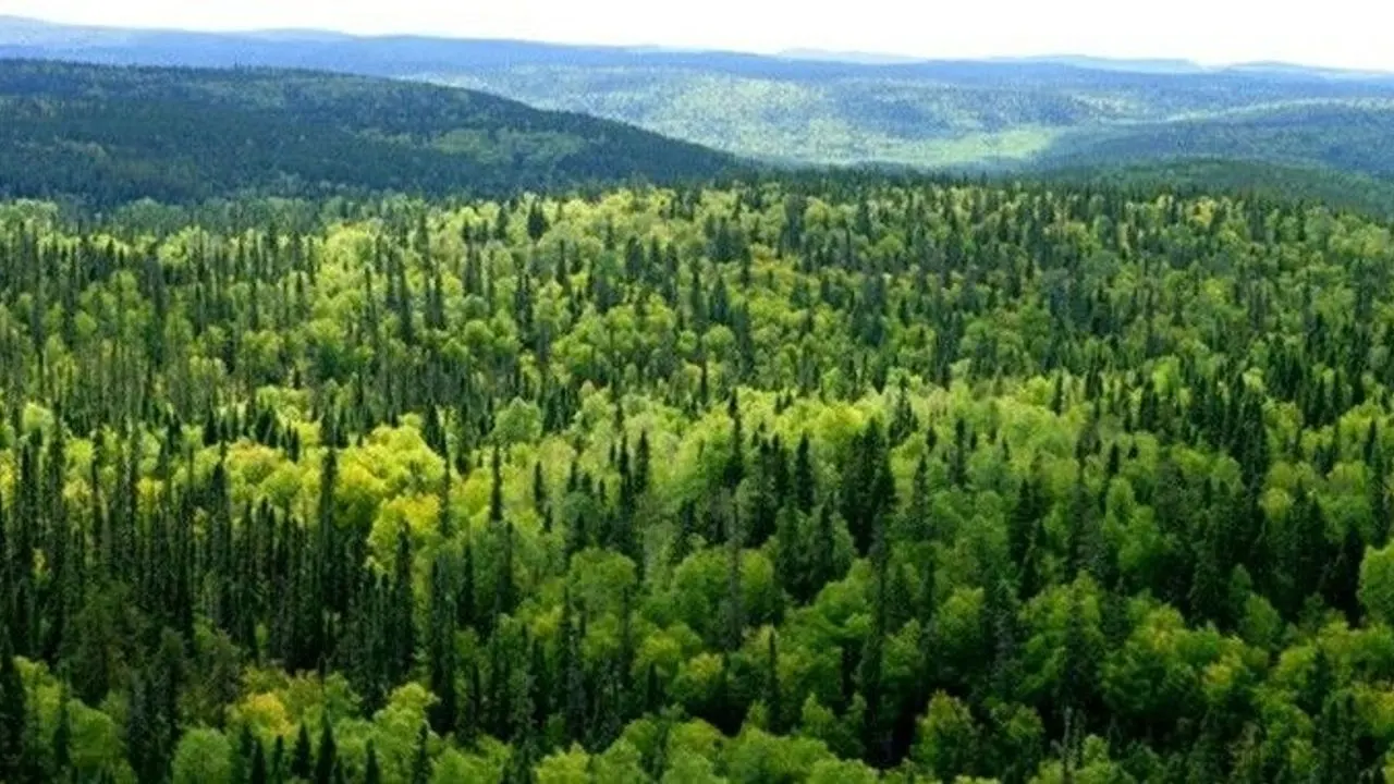 Bilim Insanlarından Korkutan Rapor Ormanlardaki Tehlike Büyüyor