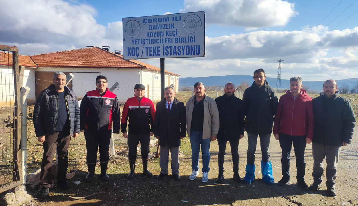 Koyunkeci (1)
