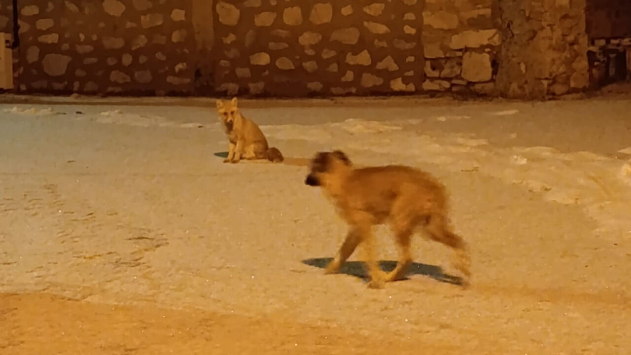 Masal Değil Gerçek Tilki Ile Sokak Köpeğinin Şaşırtan Dostluğu
