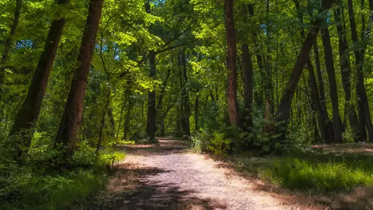İskilip Orman İşletme Müdürlüğü Yeni Orman Yolu Yaptıracak