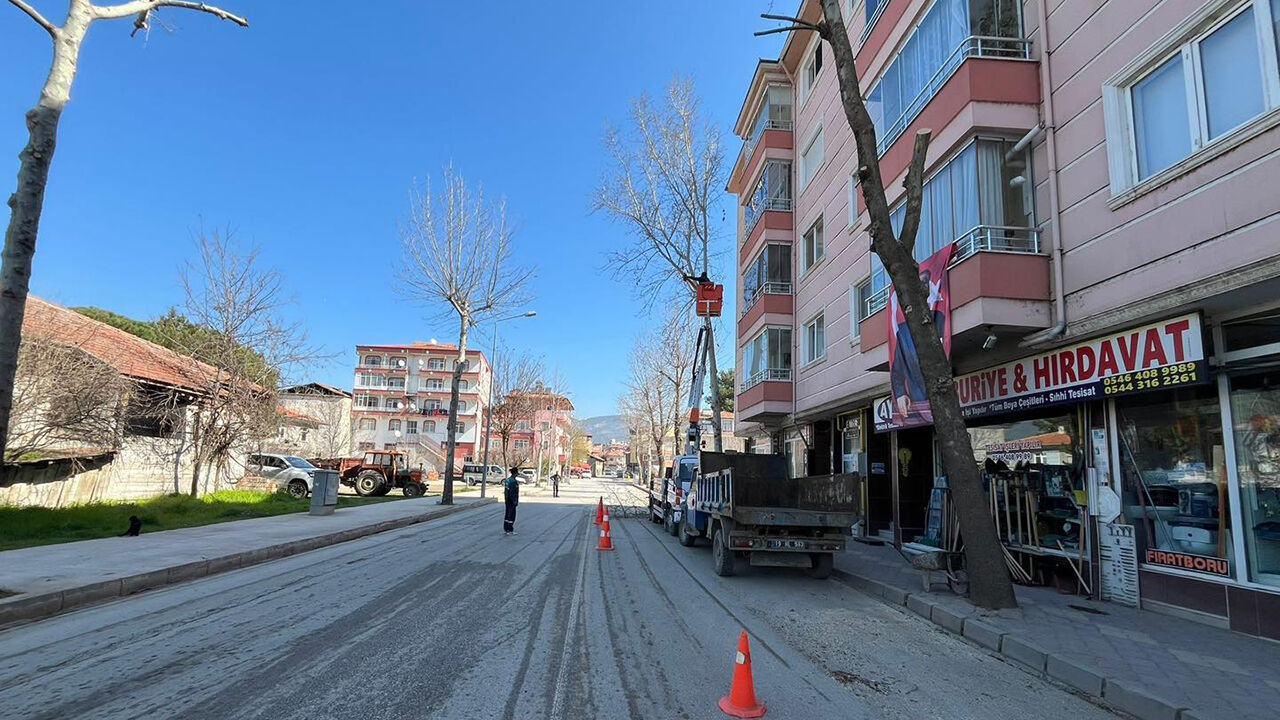 Cınaragacmarı (1)