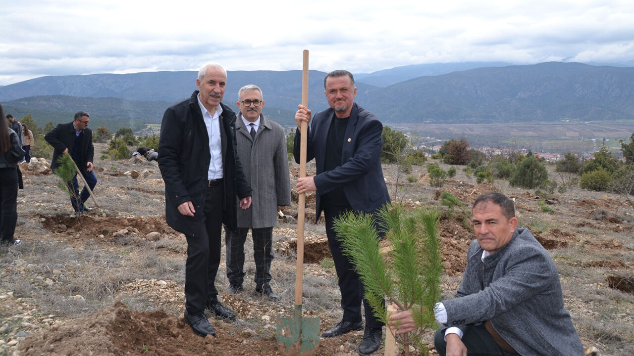 Kargıfidandikimi (3)-1