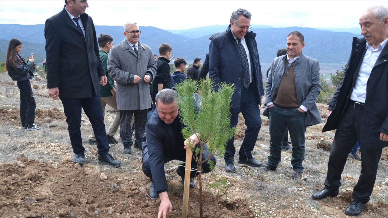 Kargıfidandikimi (7)