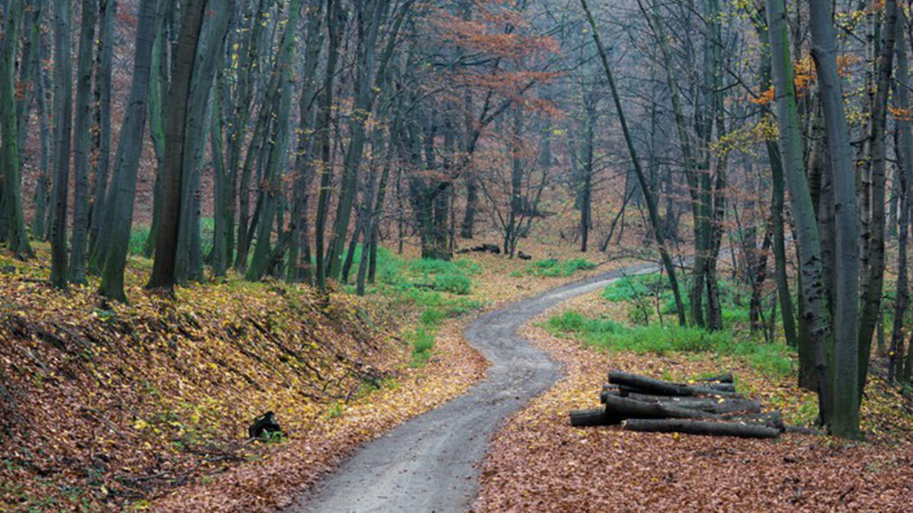 Ormanyolu (1)
