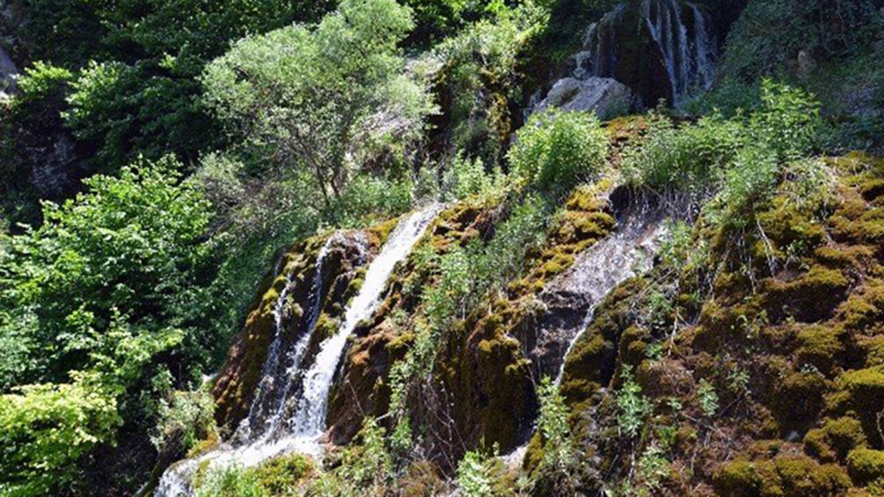 Selaleorencik