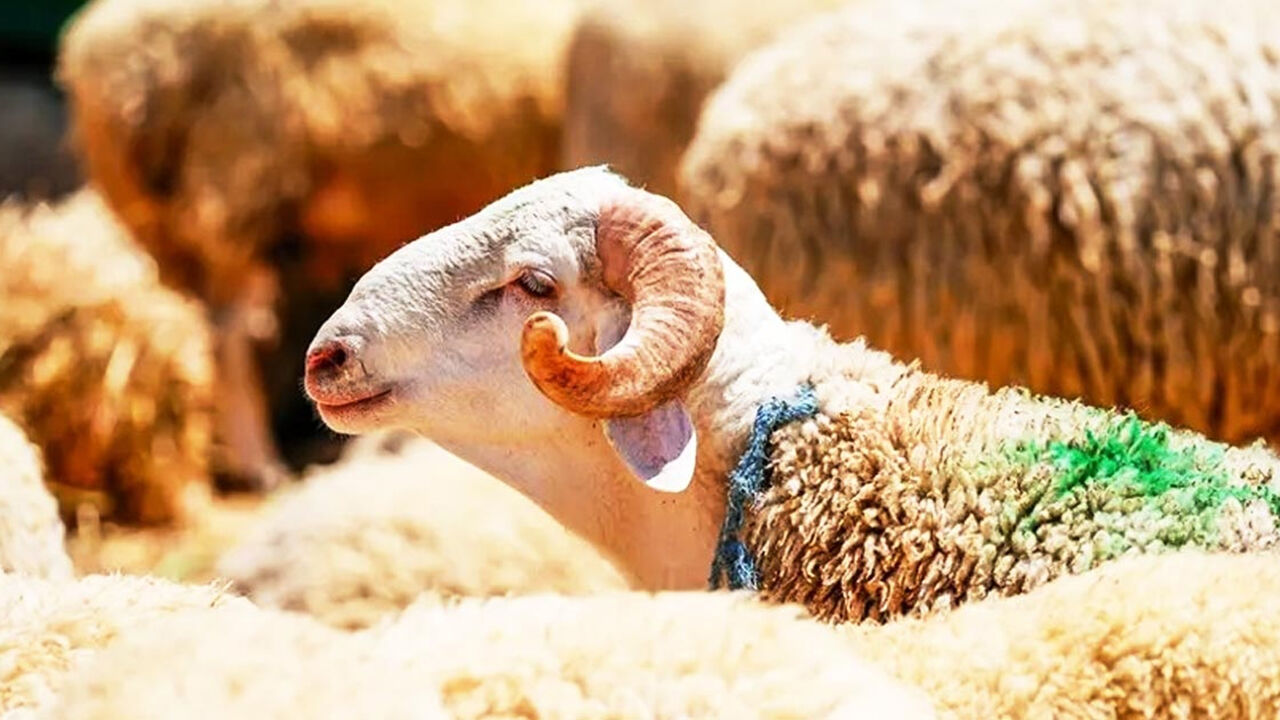 2026 K U R B A N B A Y R A M I N E Z A M A N 1774852066