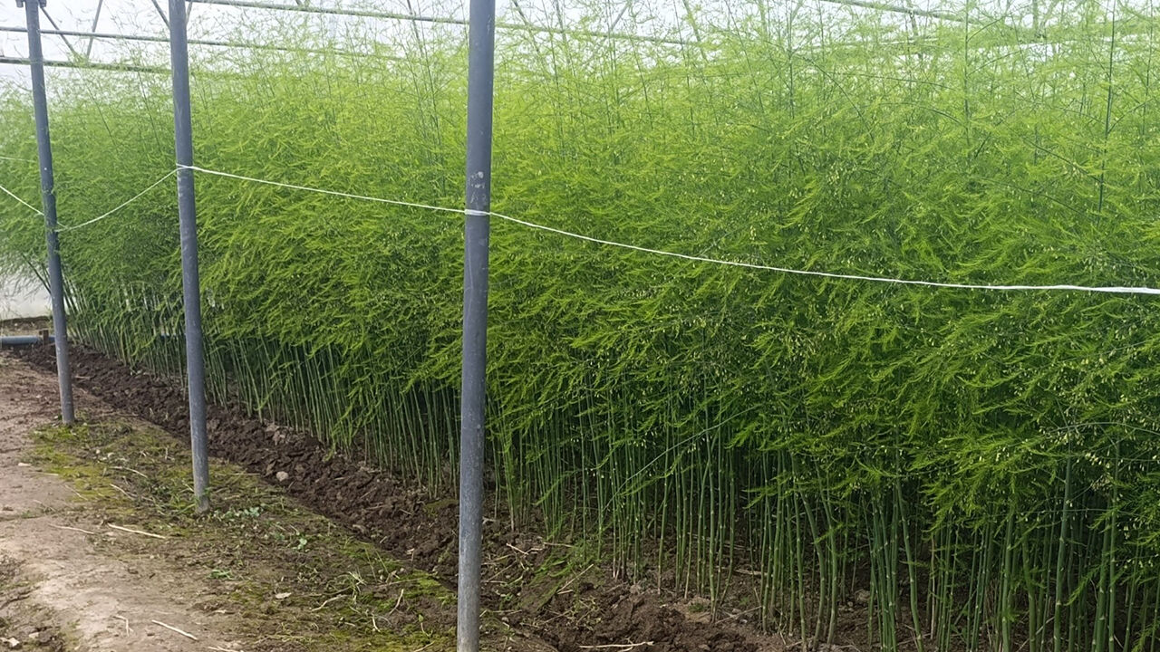 683154635 1562718945859693 7794255546611068349 N