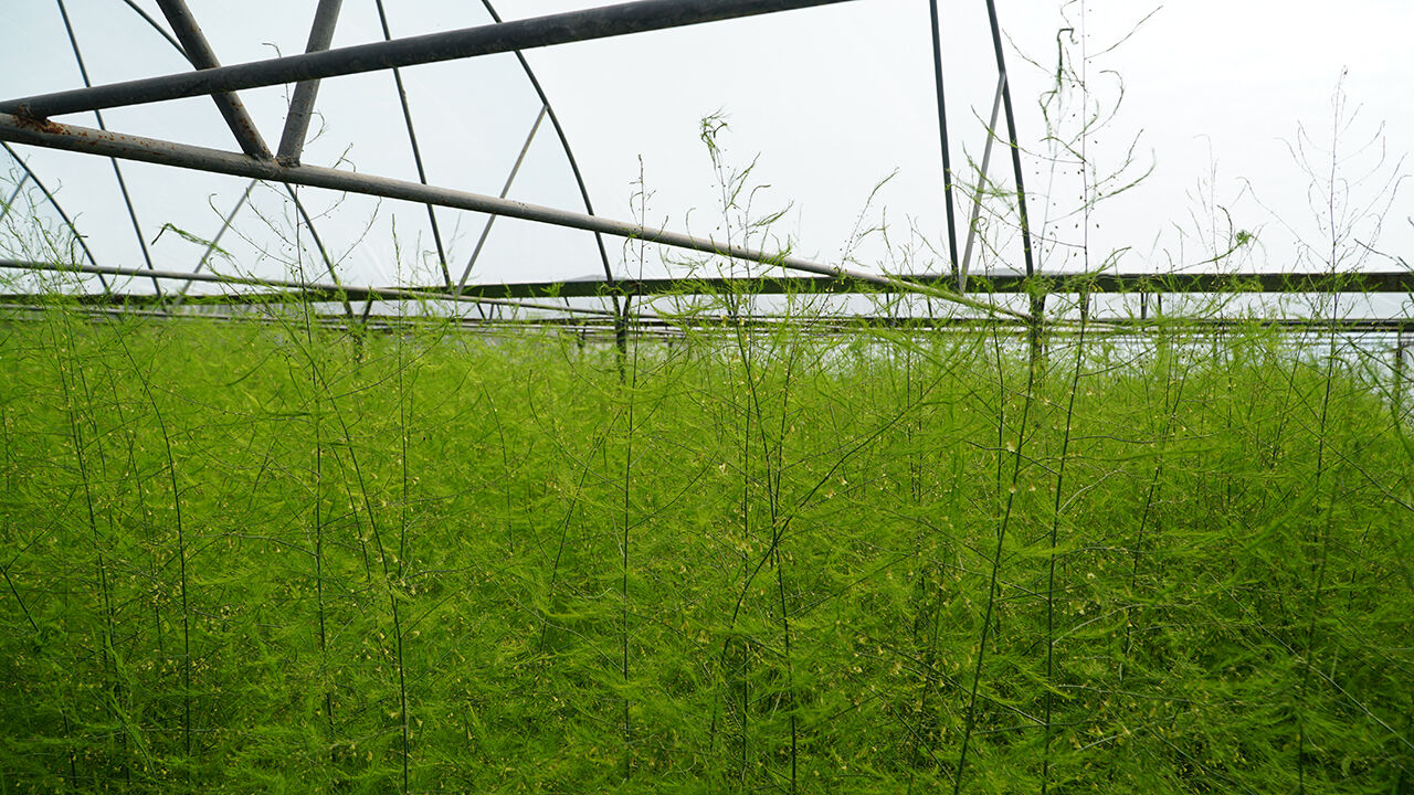 A A 20260427 41222560 41222544 C O R U M D A O G R E N C I L E R L I S E B A H C E S I N D E K U R U L A N S E R A D A K U S K O N M A Z Y E T I S T I R I Y O R