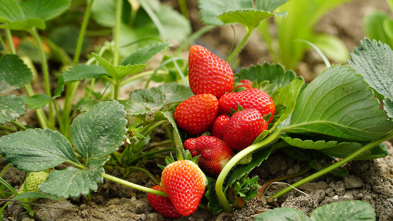 A A 20260427 41222560 41222555 C O R U M D A O G R E N C I L E R L I S E B A H C E S I N D E K U R U L A N S E R A D A K U S K O N M A Z Y E T I S T I R I Y O R