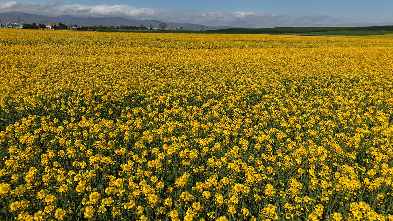 A A 20260428 41229036 41229033 A M A S Y A D A S A R I Y A B O Y A N A N K A N O L A T A R L A L A R I G O R S E L S O L E N S U N U Y O R