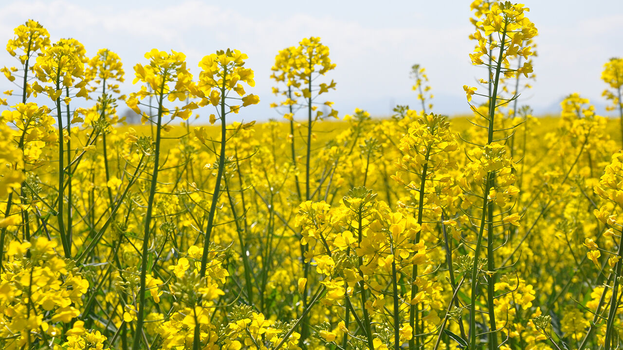 A A 20260428 41229036 41229035 A M A S Y A D A S A R I Y A B O Y A N A N K A N O L A T A R L A L A R I G O R S E L S O L E N S U N U Y O R