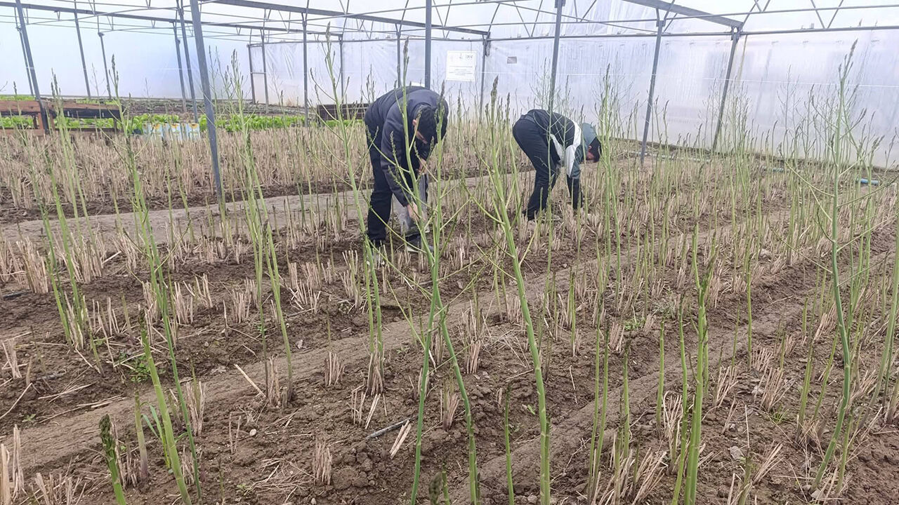 Kuskonmazosmancık (2)