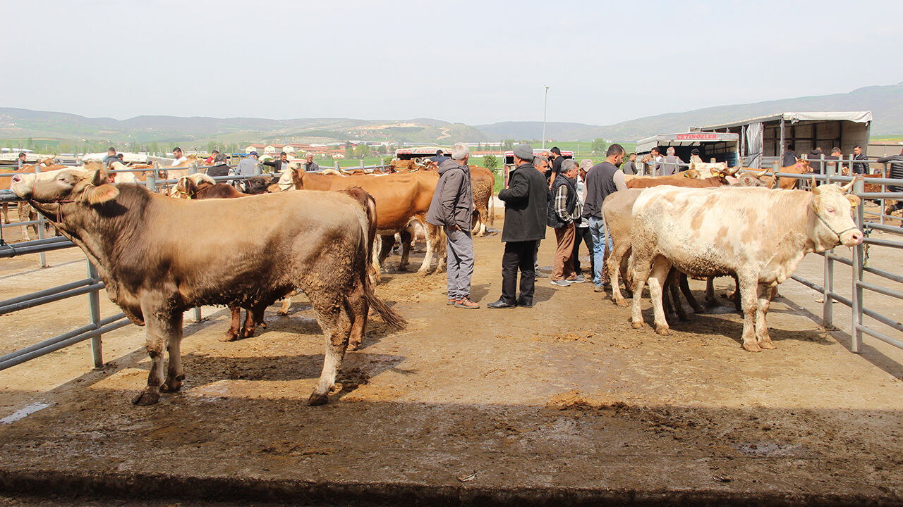 Hayvanpazarıkurbanbayramı (8)
