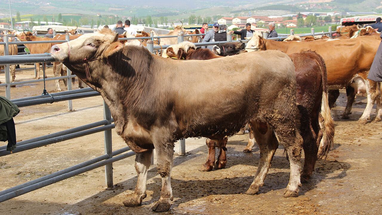 Hayvanpazarıkurbanbayramı (9)