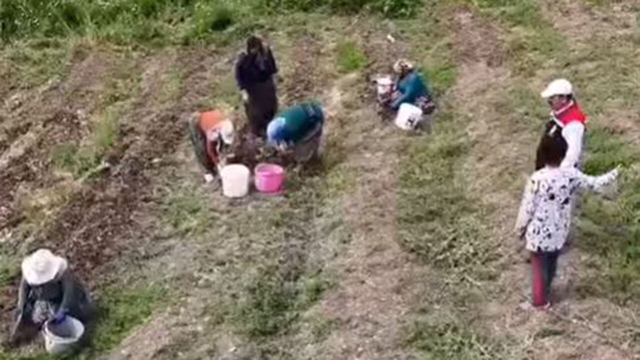 Osmancıksafran (4)