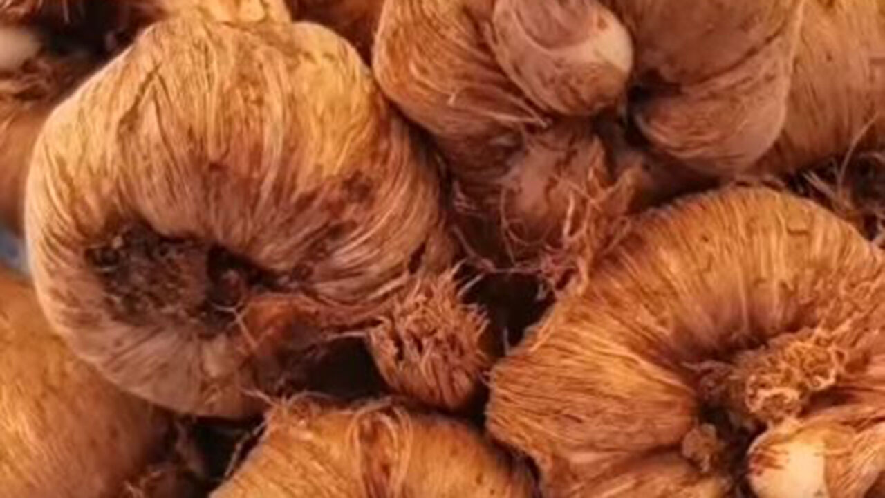 Osmancıksafran (6)