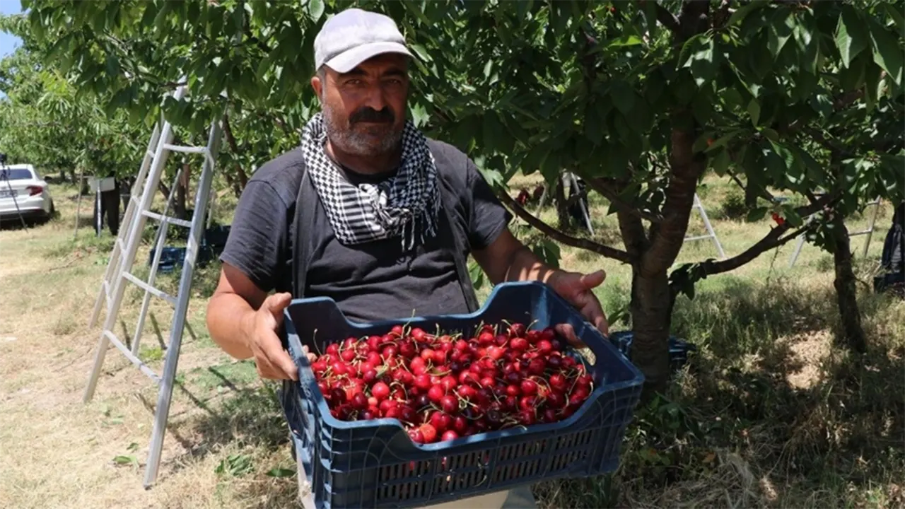 Arpa Buğday Yerine Meyve Diktiler Kazançlarını 100 Kat Artıran Akılalmaz Model2