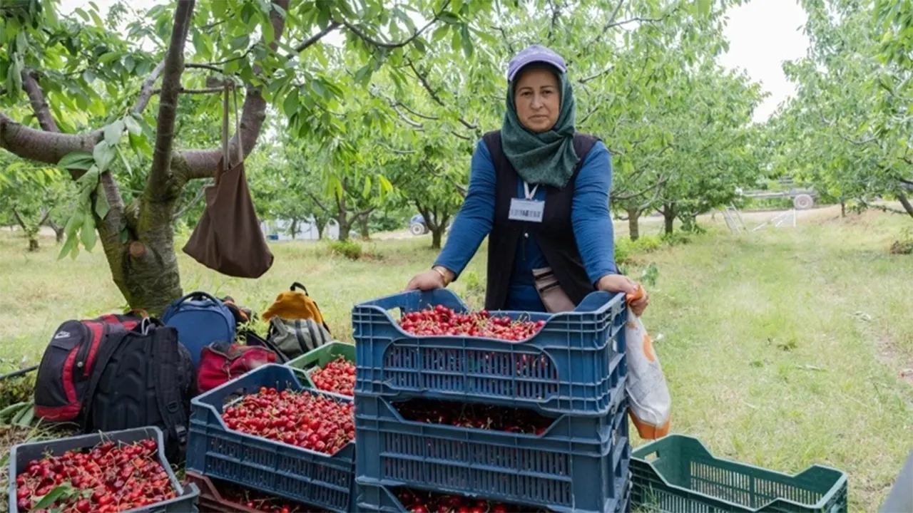 Arpa Buğday Yerine Meyve Diktiler Kazançlarını 100 Kat Artıran Akılalmaz Model4