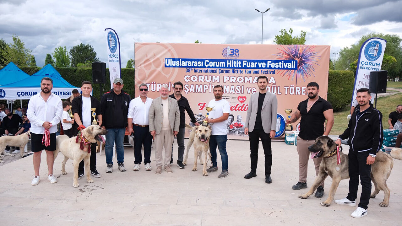 Çorum'da Türk Çoban Köpekleri̇ Görücüye Çikti (1)