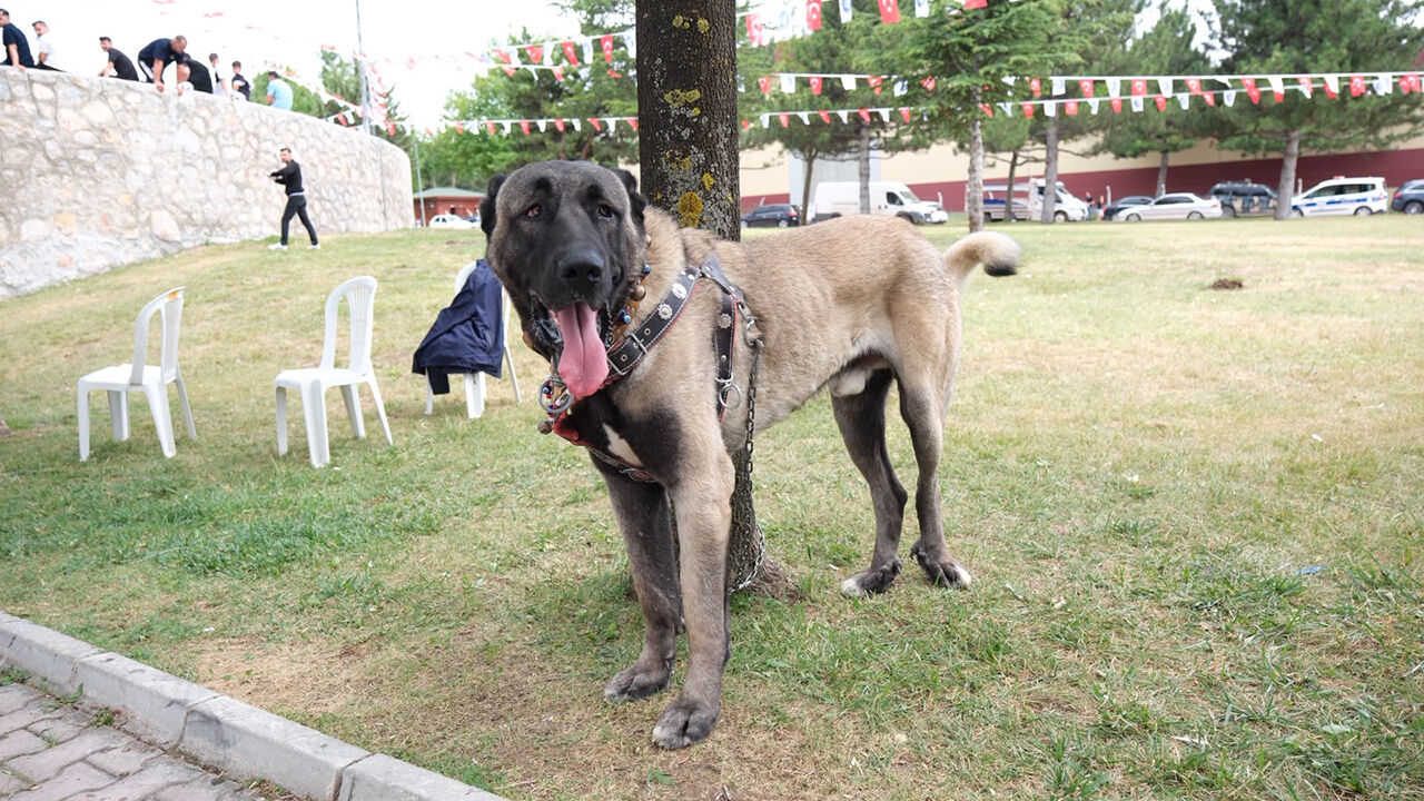 Çorum'da Türk Çoban Köpekleri̇ Görücüye Çikti (2)
