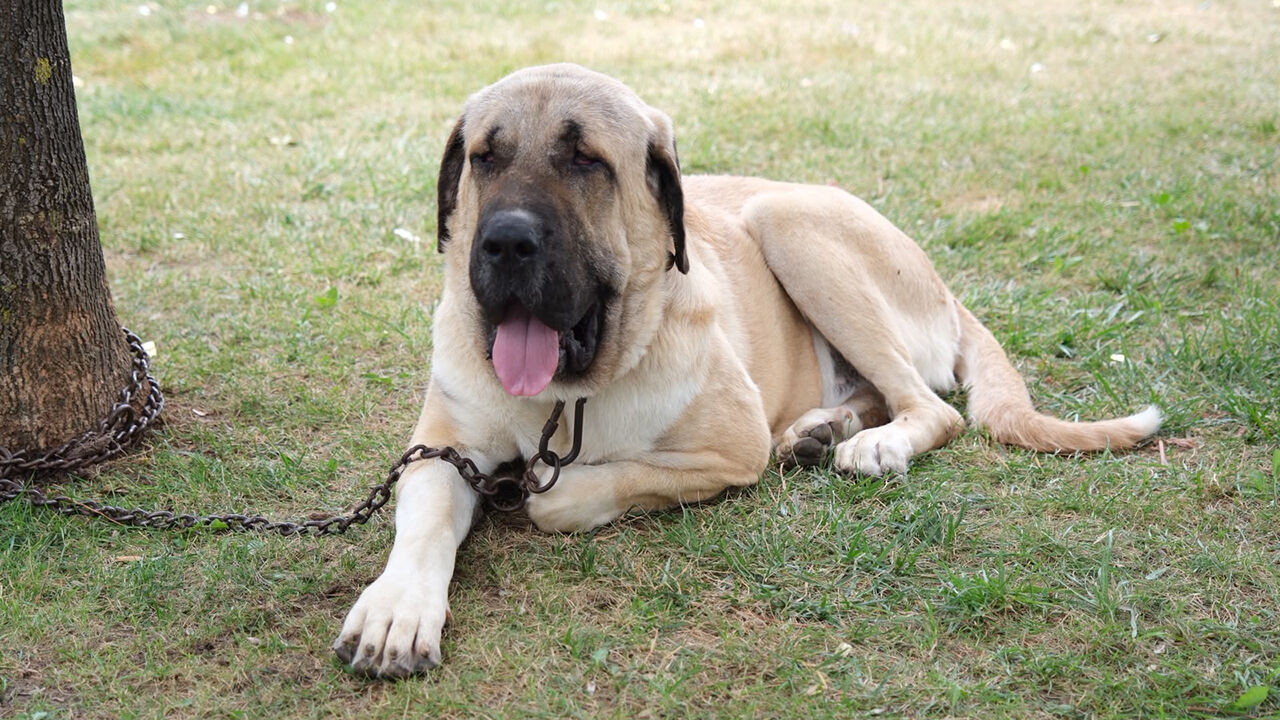 Çorum'da Türk Çoban Köpekleri̇ Görücüye Çikti (3)