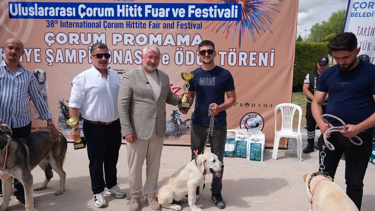 Çorum'da Türk Çoban Köpekleri̇ Görücüye Çikti (4)