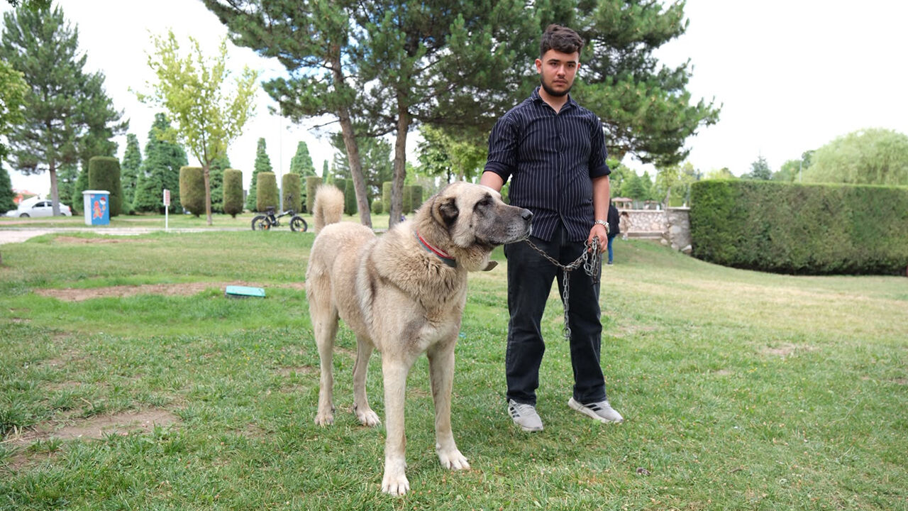 Çorum'da Türk Çoban Köpekleri̇ Görücüye Çikti (6)