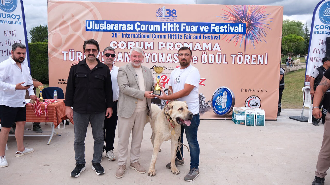 Çorum'da Türk Çoban Köpekleri̇ Görücüye Çikti (7)