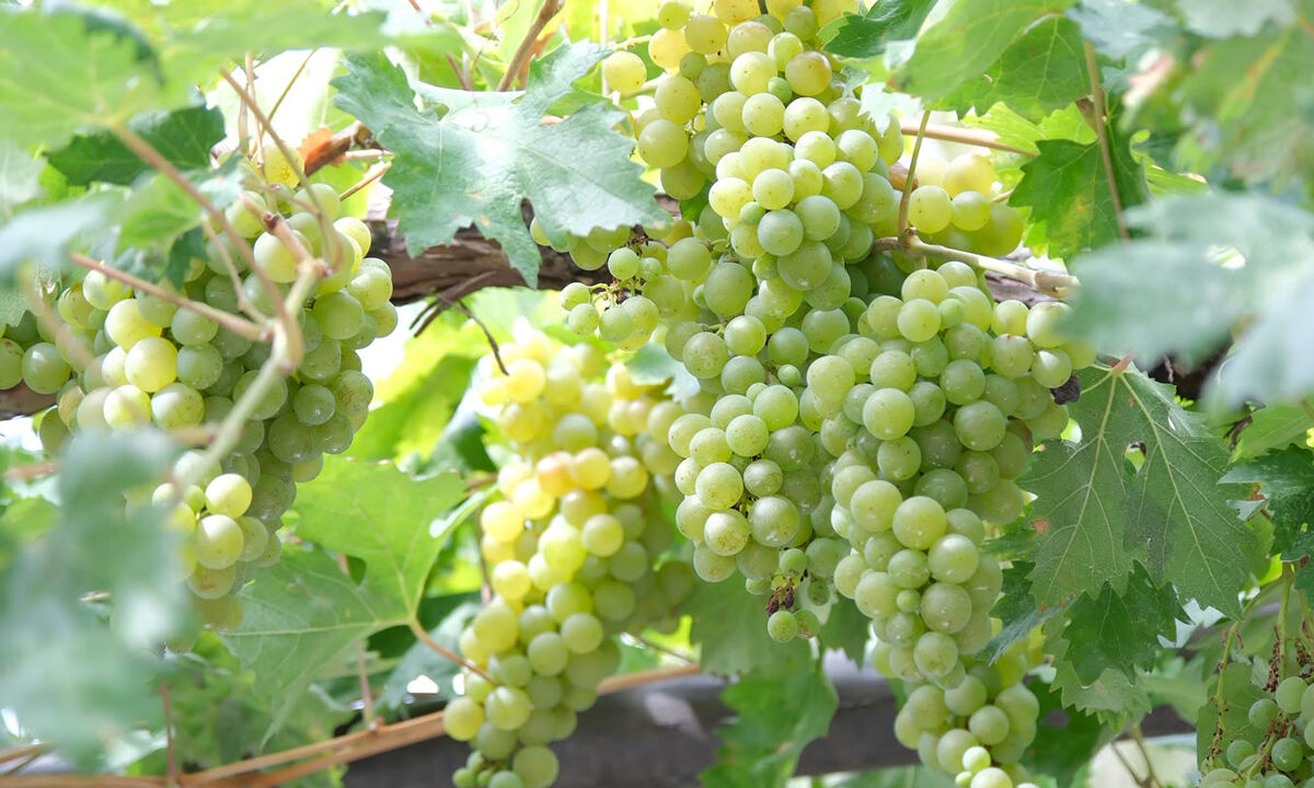 Başkan Aşgin, Esnafla Üzüm Hasadinda Buluştu (6) Copy