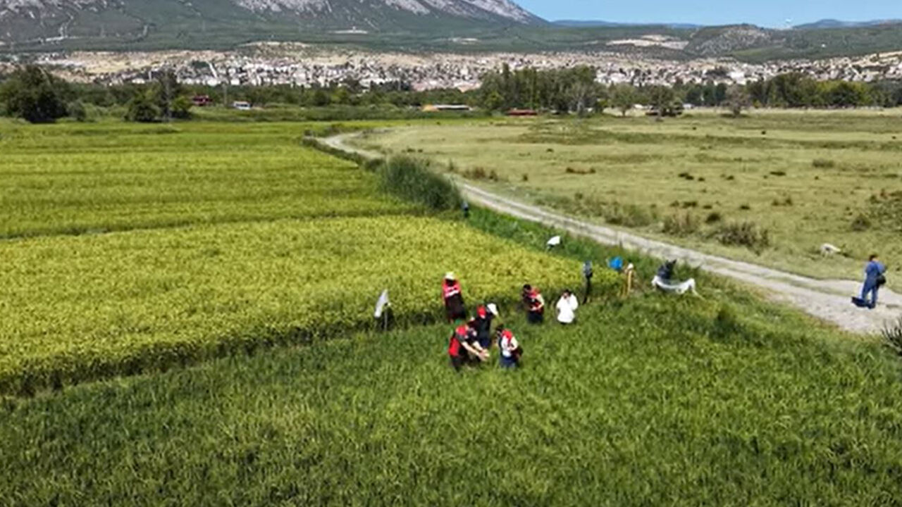 Osmancıkprinc (1)