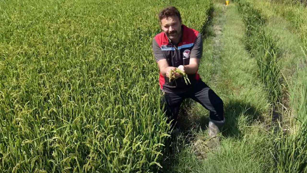 Osmancıkprinc (3)