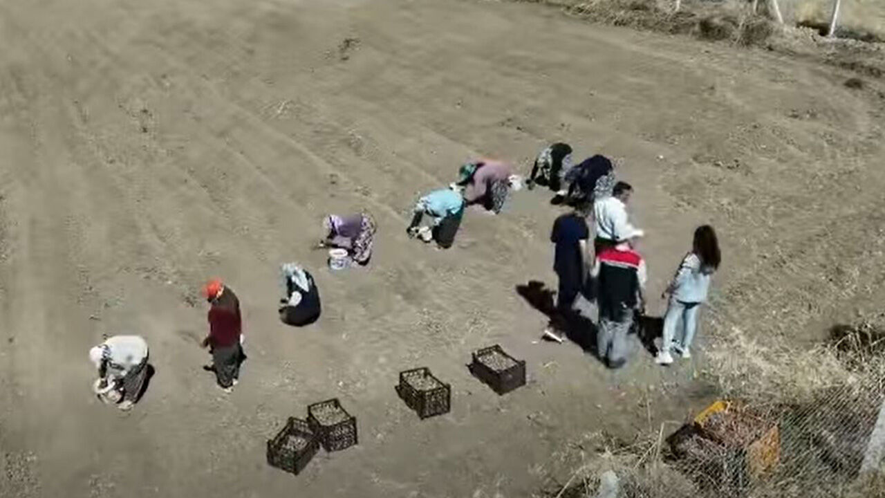 Saafran (3)