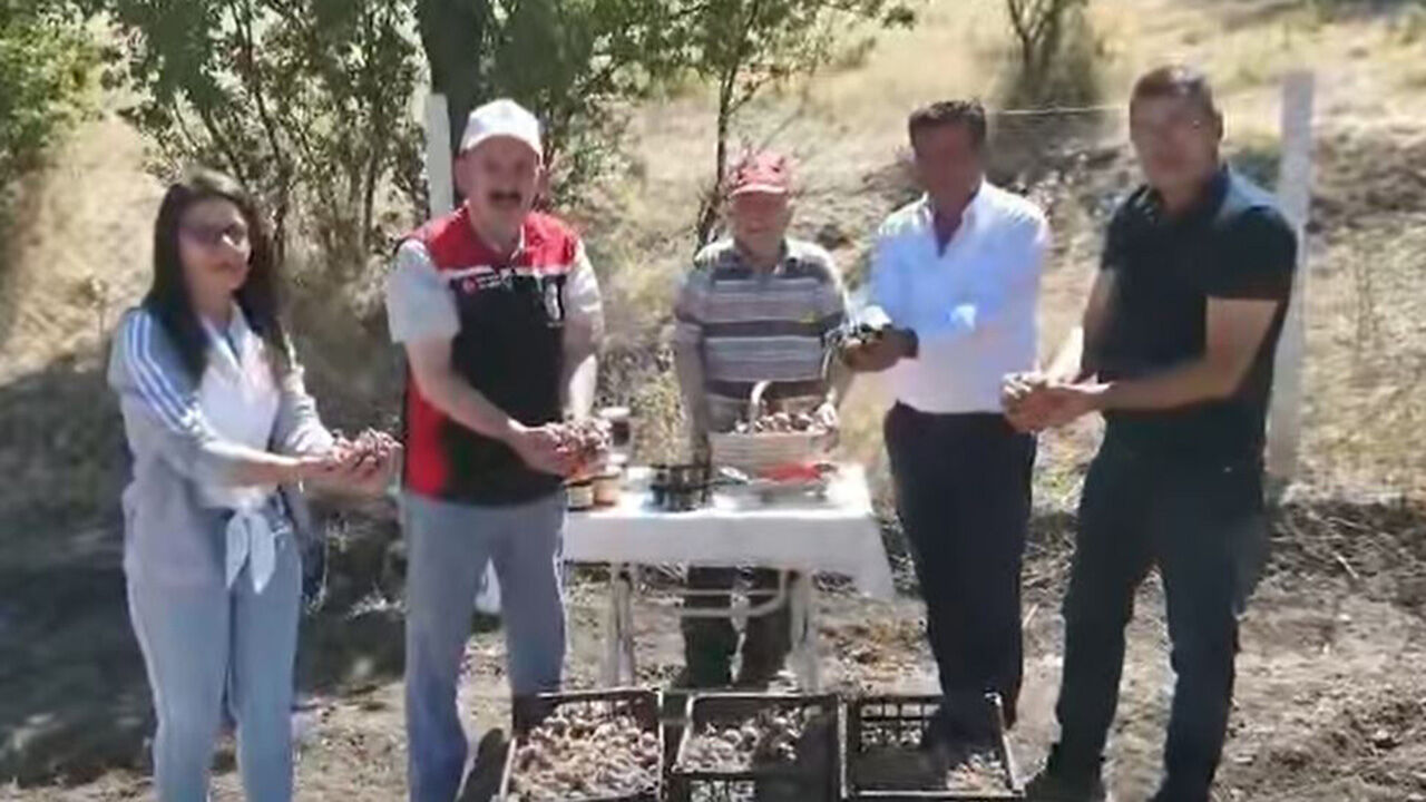 Saafran (4)