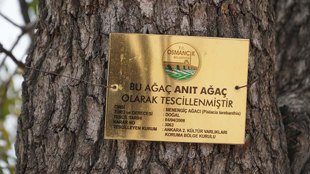 Agac (7)