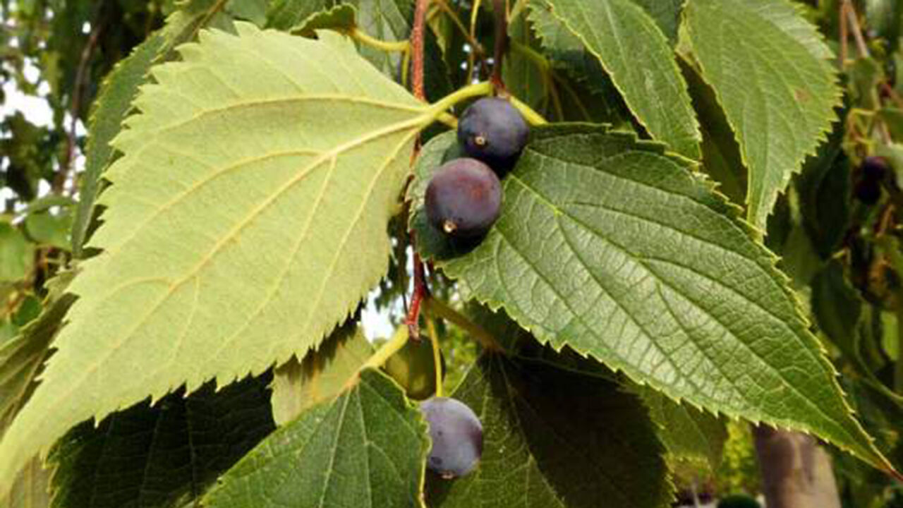Citlik Adi Citlembik Celtis Australis Fidani Citlik Fidani 843 38 B