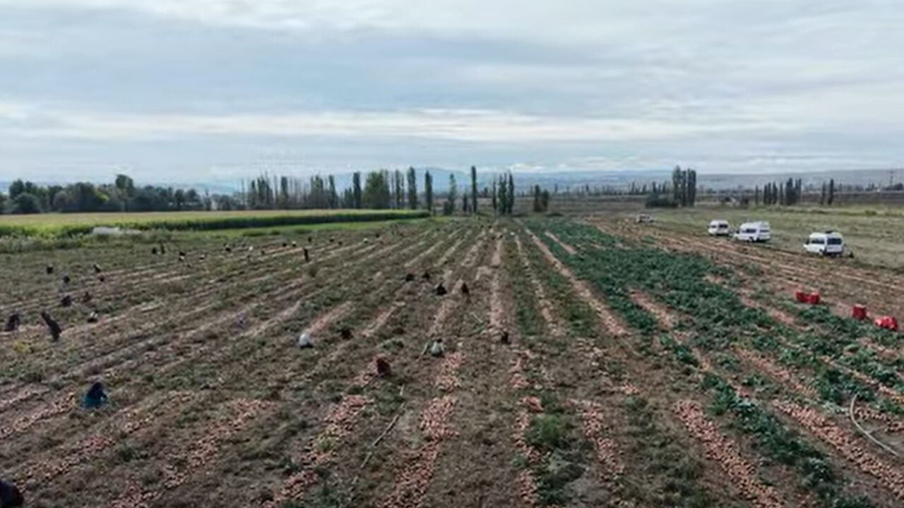 Soganhasadı (2)