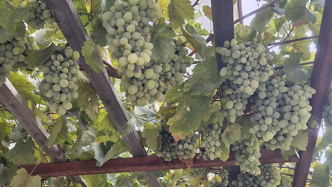 Uzum (9)
